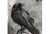 esterbrook estie raven 1.jpg