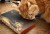 Slow Design Libri Muti Canvas Cat Kot NOTEKA.jpg
