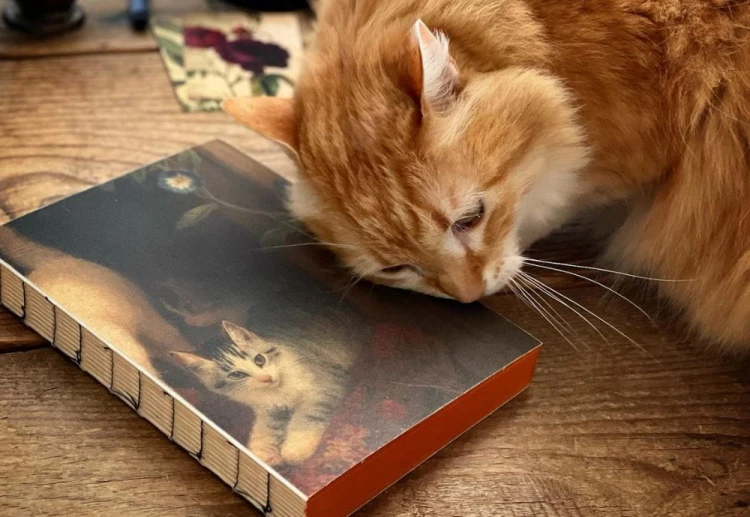 Slow Design Libri Muti Canvas Cat Kot NOTEKA.jpg