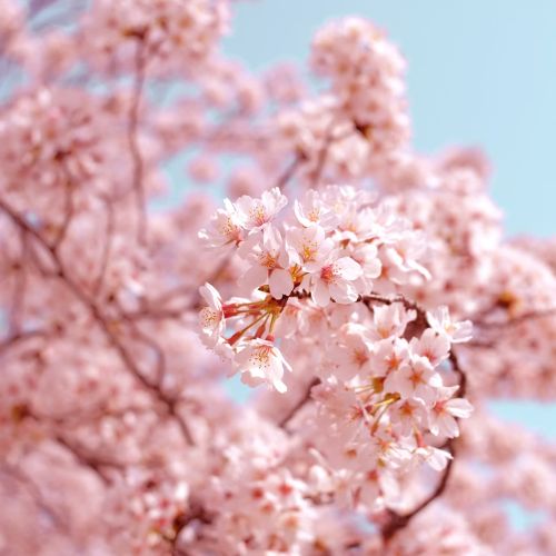 Sakura - kwitnienie wiśni NOTEKA - papierniczy concept store